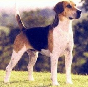 anglicky-foxhound-igallery-image0001322_igallery_image0000002--640x480--logo--server-haficicz.jpg