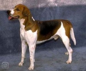 anglicky-foxhound-2-igallery-image0001321_igallery_image0000001--640x480--logo--server-haficicz.jpg