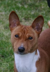 basenji_3_igallery_image0000006--640x480--logo--server-haficicz.jpg