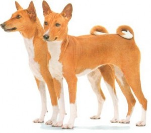 basenji4-igallery-image0000342_igallery_image0000003--640x480--logo--server-haficicz.jpg