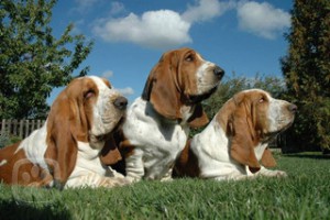 basset11-igallery-image0000393_igallery_image0000001--320x320--logo--server-haficicz.jpg