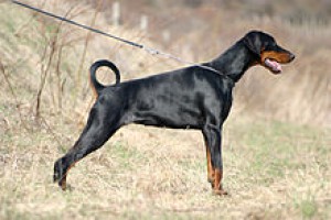 220px-dobermann_handling.jpg