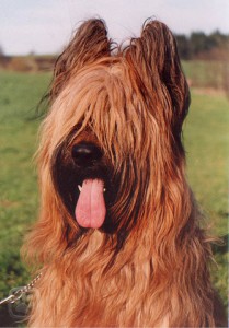 briard12-igallery-image0000598_igallery_image0000005--640x480--logo--server-haficicz.jpg
