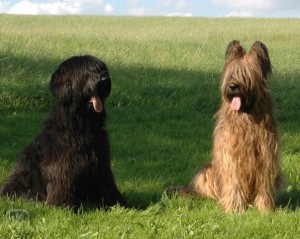 briard9-igallery-image0000594_igallery_image0000001--640x480--logo--server-haficicz.jpg