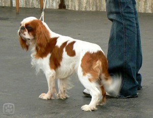 king-charles-spanel-3-main-igallery-image0000152_igallery_image0000003--640x480--logo--server-haficicz.jpg