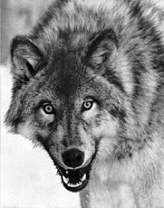 220px-canis_lupus_portrait.jpg