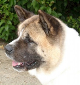 americka_akita_2_igallery_image0000006--640x480--logo--server-haficicz.jpg