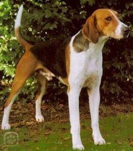 americky_foxhound_ii-igallery-image0000713_igallery_image0000003--640x480--logo--server-haficicz.jpg